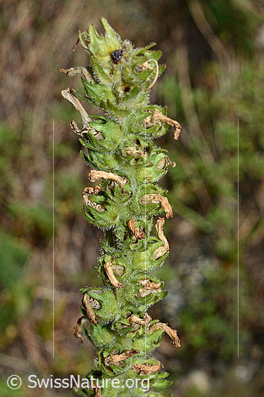 Foto: Ährige Glockenblume (Campanula spicata). Verblühte Blüten.