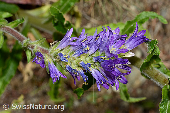 Foto: Ährige Glockenblume (Campanula spicata). Blütenstand.