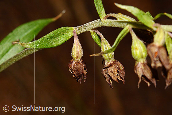 Foto: Braunrote Sumpfwurz (Epipactis atrorubens). Stängel und fast verblühte Blüten.