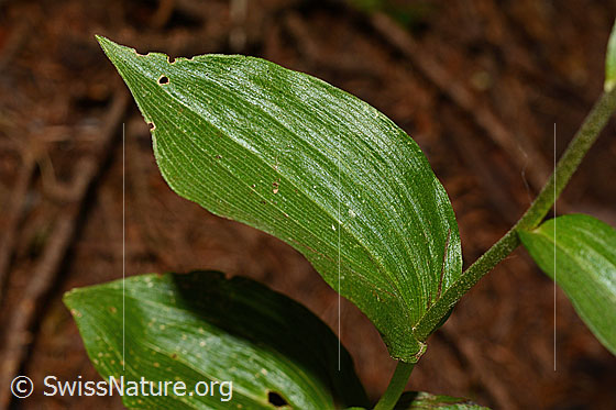 Foto: Braunrote Sumpfwurz (Epipactis atrorubens). Blätter.