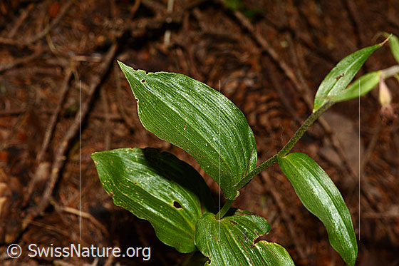 Foto: Braunrote Sumpfwurz (Epipactis atrorubens). Blätter.