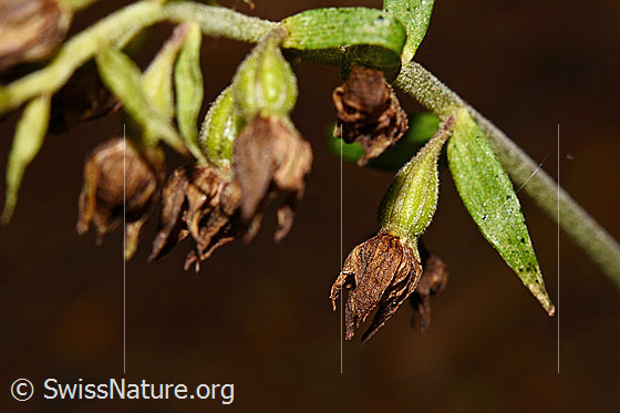 Foto: Braunrote Sumpfwurz (Epipactis atrorubens). Blütenstand. Blüten verblüht.