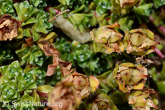 Foto: Zweiblütiger Steinbrech (Saxifraga biflora). Früchte und Blätter.