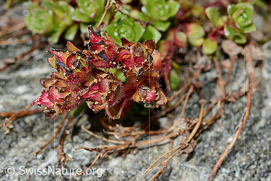 Foto: Zweiblütiger Steinbrech (Saxifraga biflora). Blüten, fast verblüht.