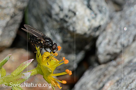 Photo: Probably Zaphne ambigua on Saxifraga aizoides. View from the side.