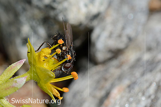 Photo: Probably Zaphne ambigua on Saxifraga aizoides. View diagonally from the front.