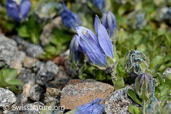 Foto: Mont Cenis-Glockenblume (Campanula cenisia). Geöffnete Blüte und Kelchblätter.