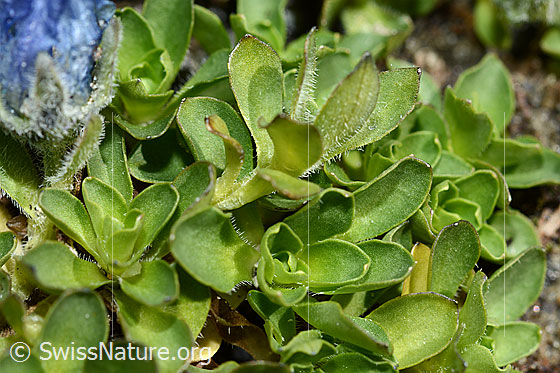 Foto: Mont Cenis-Glockenblume (Campanula cenisia). Blätter.