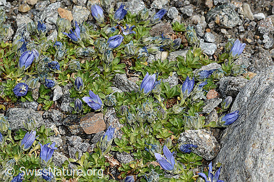 Foto: Mont Cenis-Glockenblume (Campanula cenisia). Polster mit zahlreichen Blüten.