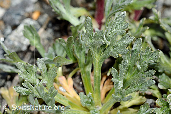 Photo: Probably Artemisia genipi. Basic leaves.
