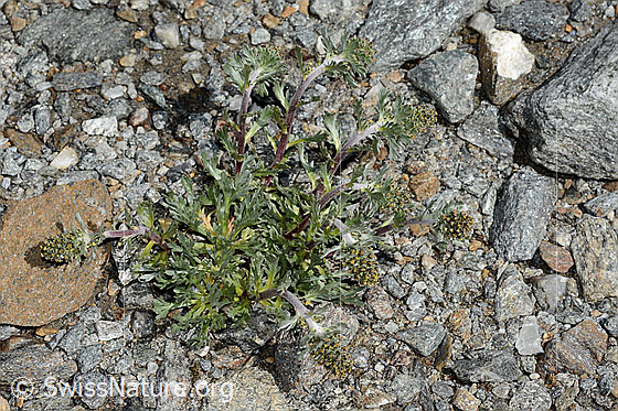 Photo: Probably Artemisia genipi. Whole plant (habiti).