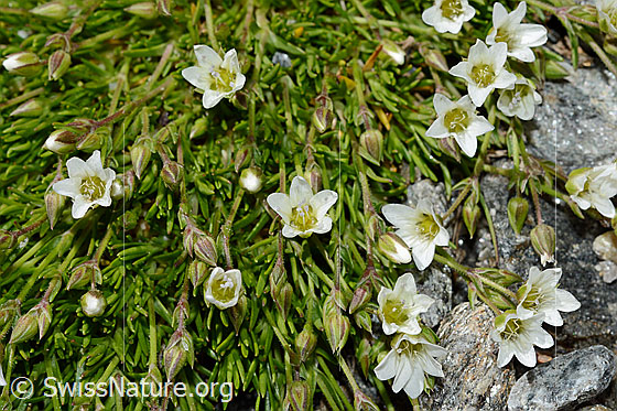 Foto: Wahrscheinlich Frühlings-Miere (Minuartia verna). Blüten.