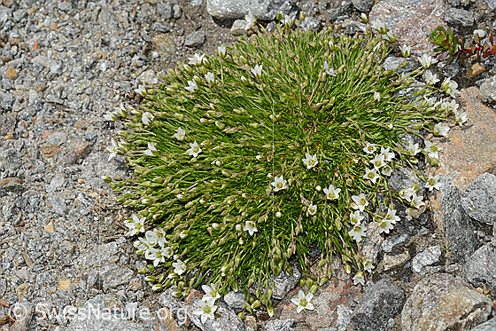 Foto: Wahrscheinlich Frühlings-Miere (Minuartia verna). Blüten.