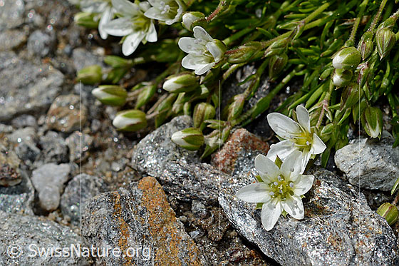 Foto: Wahrscheinlich Frühlings-Miere (Minuartia verna). Blüten.