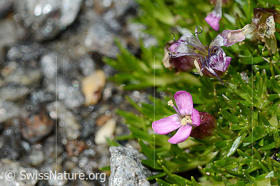 Foto: Kalk-Polsternelke (Silene acaulis). Blüte.