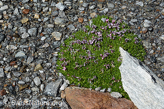 Foto: Kalk-Polsternelke (Silene acaulis). Polster mit ein paar Blüten.
