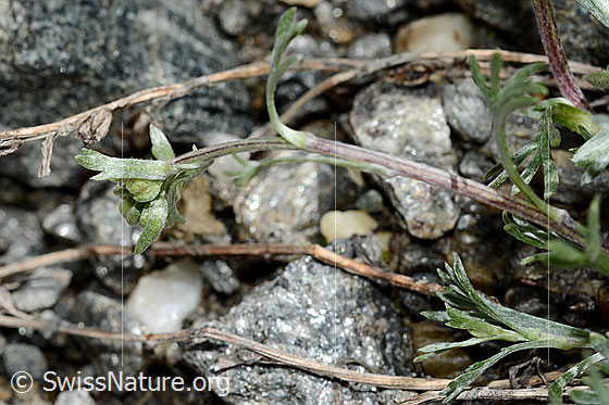 Foto: Echte Edelraute (Artemisia umbelliformis). Knospen, Stängel und Blätter.