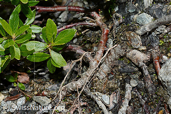 Foto: Wahrscheinlich Stink-Weide (Salix foetida). Blätter und Stämmchen.