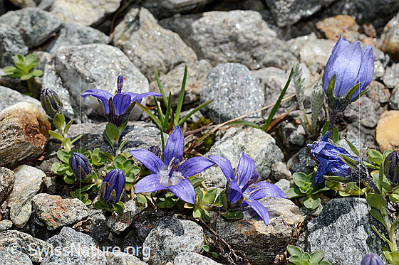 Foto: Mont Cenis-Glockenblume (Campanula cenisia). Ganze Pflanze.