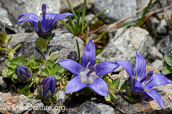 Foto: Mont Cenis-Glockenblume (Campanula cenisia). Blüten.