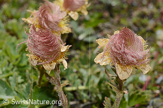 Photo: Geum reptans. Faded blossoms.