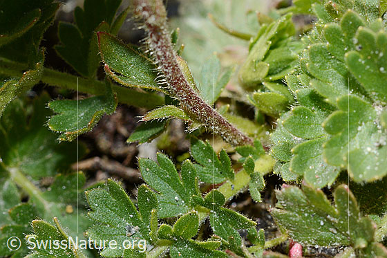 Photo: Geum reptans. Stem and leaves.