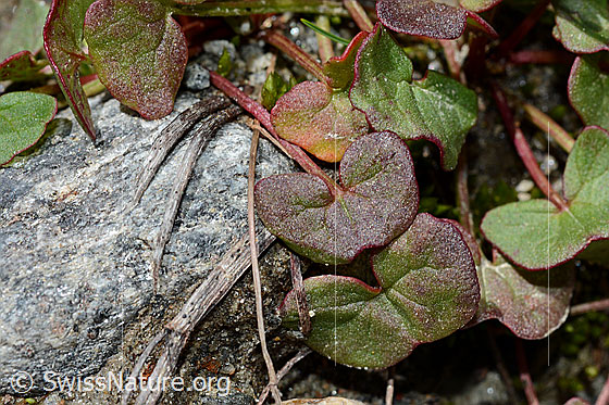 Photo: Oxyria digyna. Leaves