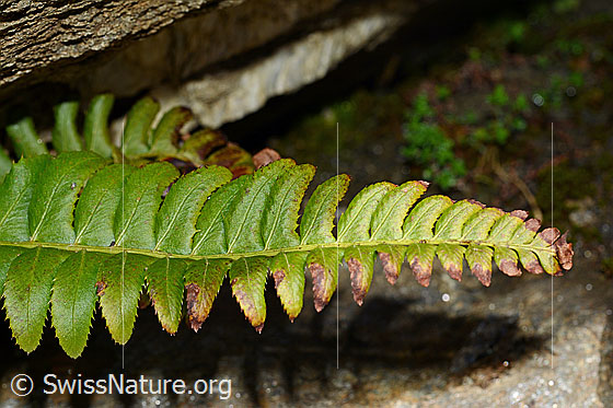 Lanzenfarn (Polystichum lonchitis)