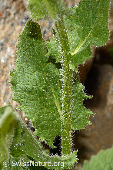 Photo: Doronicum grandiflorum. Stem and leaves.
