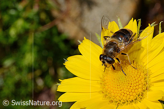 Foto: Mistbiene (Eristalis tenax) auf Blüte der Grossköpfigen Gämswurz (Doronicum grandiflorum). Weibchen.