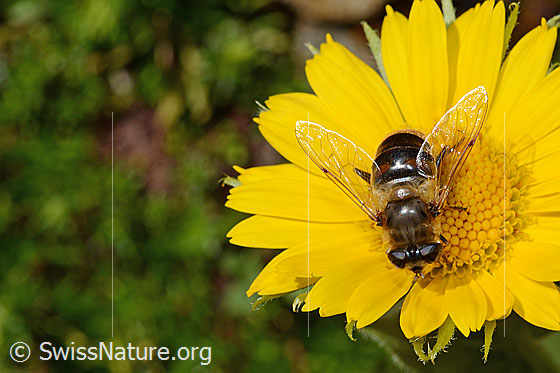 Foto: Mistbiene (Eristalis tenax) auf Blüte der Grossköpfigen Gämswurz (Doronicum grandiflorum). Weibchen.