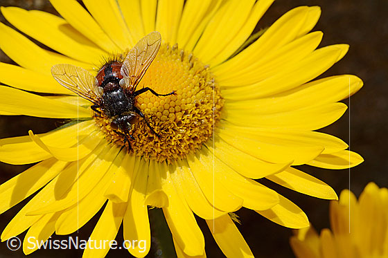 Foto: Tachina magnicornis (Raupenfliege) auf Grossköpfiger Gämswurz (Doronicum grandiflorum). Ansicht von oben.
Körperlänge: 12-15mm