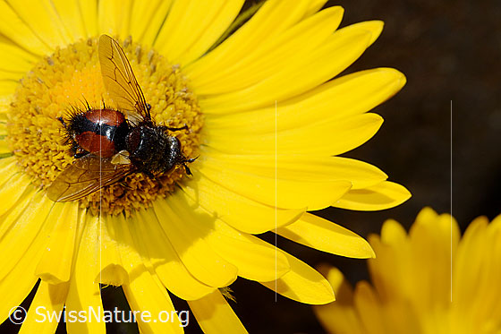 Foto: Tachina magnicornis (Raupenfliege) auf Grossköpfiger Gämswurz (Doronicum grandiflorum). Ansicht von oben.
Körperlänge: 12-15mm