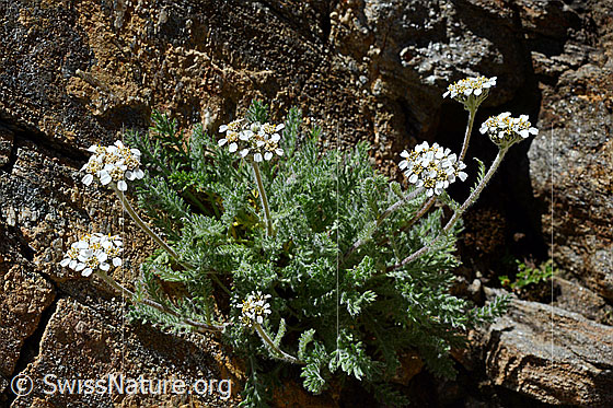 Photo: Achillea nana. Whole plant. Rock: Grisons slate.