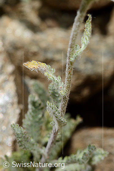 Foto: Zwerg-Schafgarbe (Achillea nana). Stängel.
