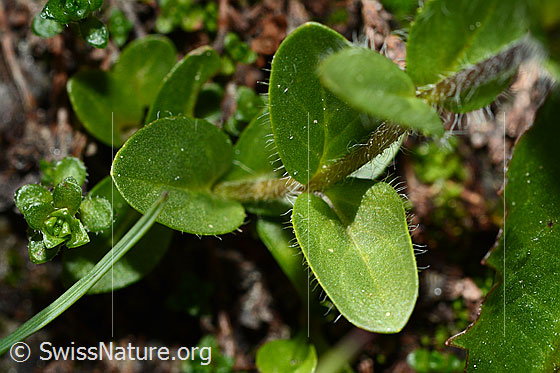 Photo: Veronica alpina. Leaves and stem.