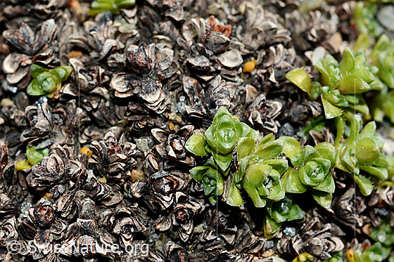 Foto: Gegenblättriger Steinbrech (Saxifraga oppositifolia). Frische und abgestorbene Blätter.