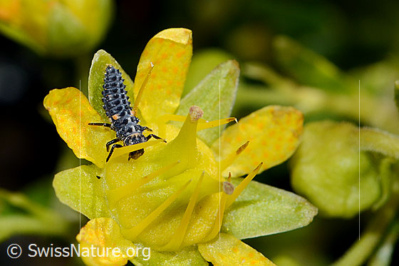 Foto: Wahrscheinlich Variabler Flach-Marienkäfer (Hippodamia variegata Alias: Adonia variegata). Die Larve befindet sich auf einer Blüte des bewimperten Steinbrechs (Saxifraga aizoides). Länge 6mm.