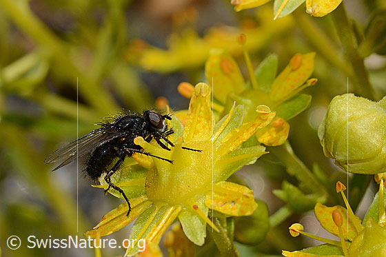 Photo: Probably Zaphne ambigua on Saxifraga aizoides. View from the side.