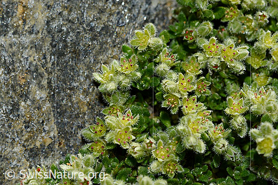 Alpen-Bruchkraut (Herniaria alpina)