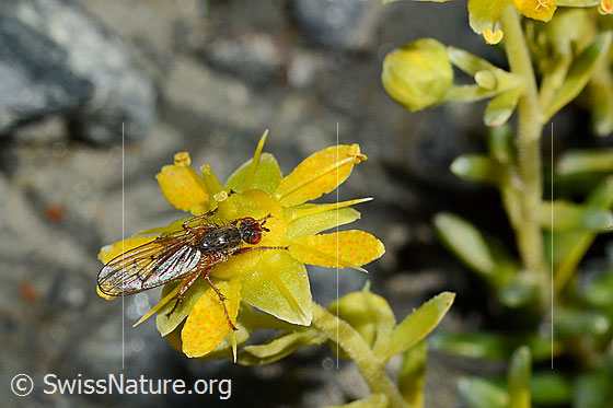 Foto: Mycophaga testacea (Blumenfliege) auf Bewimpertem Steinbrech (Saxifraga aizoides). Länge 8 - 9 mm. Weibchen. Ansicht von schräg oben.