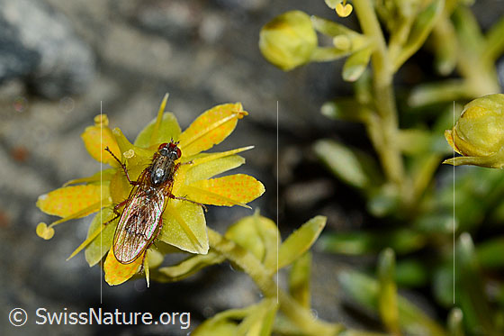 Photo: Mycophaga testacea on Saxifraga aizoides. Length 8 - 9 mm. Female. View from above.