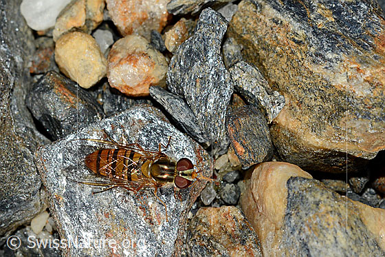 Photo: Episyrphus balteatus. Wing closed. View from above.