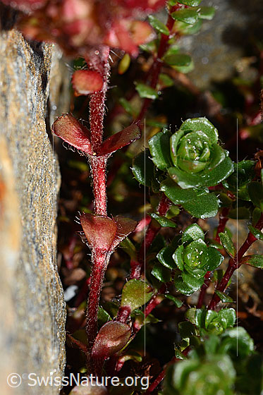 Foto: Zweiblütiger Steinbrech (Saxifraga biflora). Stängel und Stängel-Blätter. 