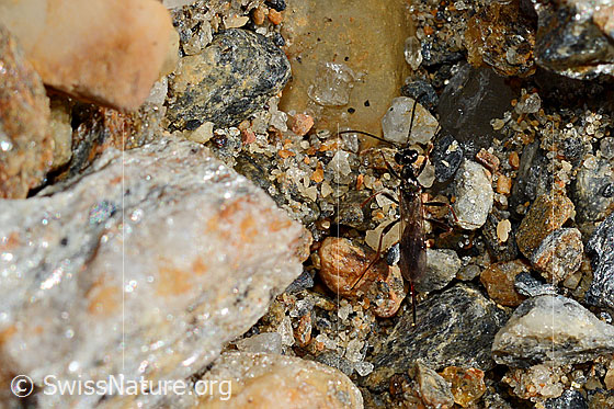 Photo: Pimpla rufipes, also Pimpla instigator. Body length: ca. 10-15 mm.
