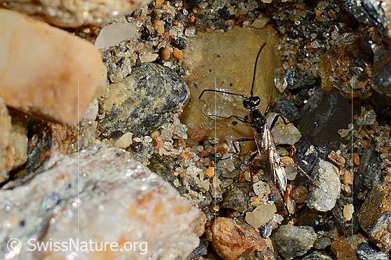 Photo: Pimpla rufipes, also Pimpla instigator. Body length: ca. 10-15 mm.