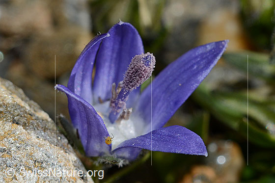 Photo: Campanula cenisia. Flower, opened. On the edge of a petal you can see an aphid.