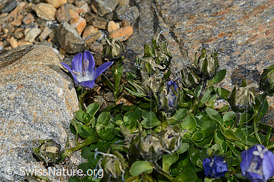 Foto: Mont Cenis-Glockenblume (Campanula cenisia). Ganze Pflanze.