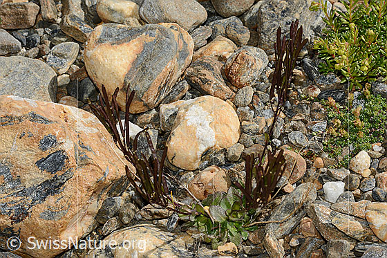 Photo: Arabis alpina. Whole plant (habiti). Faded with fruit.