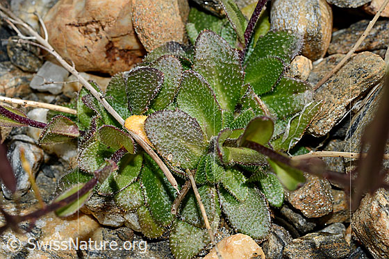 Foto: Alpen-Gänsekresse (Arabis alpina). Blätter.